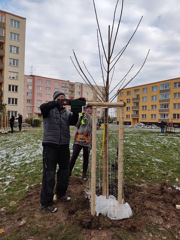 V Žatci proběhla výsadba nových stromů. V Lipové ulici vysázeli dobrovolníci lípy, v Javorové javory.