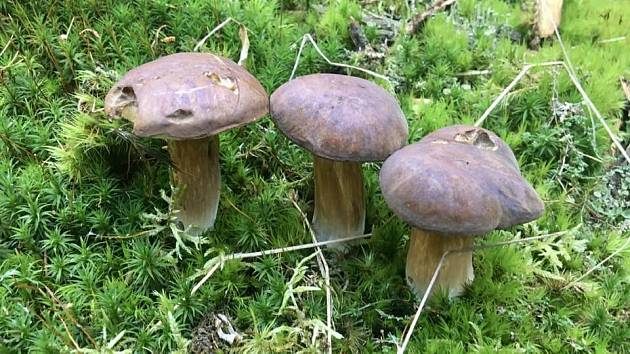 Tři bratři aneb konec houbařské sezony čtenáře Oty Schneppa.