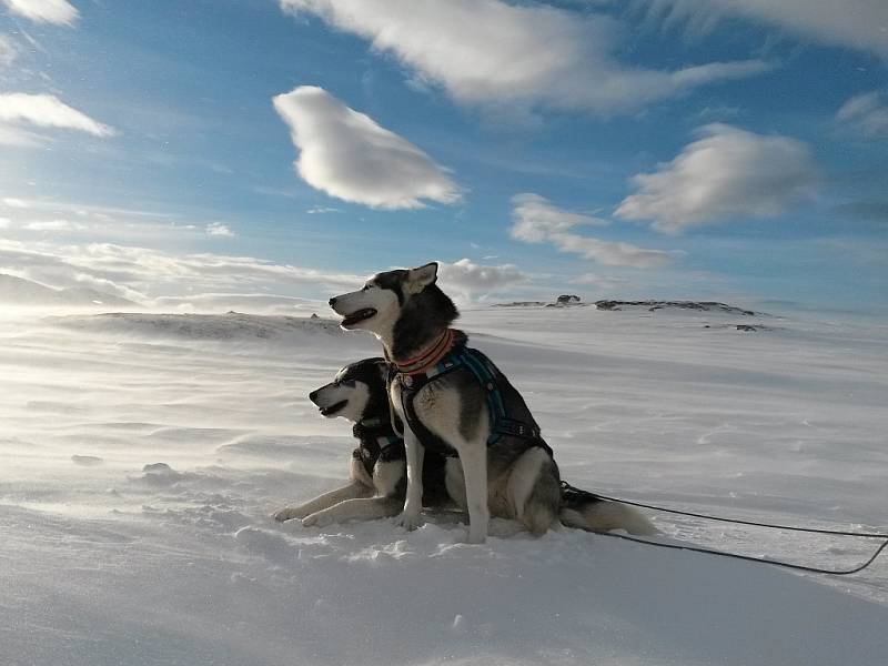 Snímek z extrémního závodu Finnmarkslopet, jak ho viděl Roman Habásko