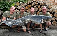 Rybáři vytáhli z Ohře dvoumetrového sumce. Chytili ho na žraločí maso.