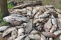 V nádrži ve Velké Černoci na Žatecku uhynuly ve velkém ryby.