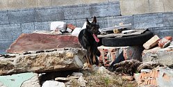 Policejní psi i speciálně vycvičení psi záchranáři budou k vidění v neděli v Ivančicích.