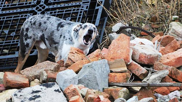 Cvičení psích záchranářů na sutinovém trenažeru ve Chbanech u Žatce a v budově bývalé polikliniky v Duchcově.