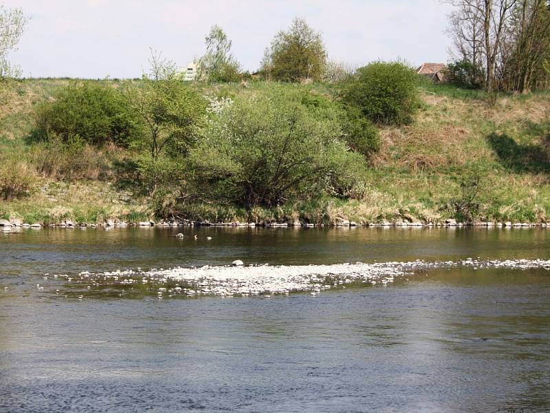 Nízký stav vody v řece Ohři na Žatecku. Z koryta vylézají početné skupiny kamenů. 