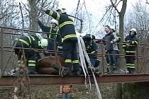 Hasiči pomáhají uvězněnému koni z lávky v Holedeči