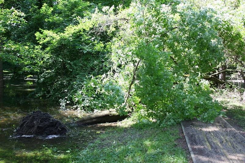 Středa 5. 6. 2013. Část Masarykových sadů je pod vodou. Strom se kvůli podmáčení vyvrátil na cestu