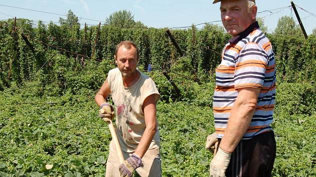 Volodymyr Povzun a Jaroslav Sviščuk pracují uprostřed chmelnice ve Stekníku u Žatce, kterou v minulých dnech porazila vichřice.