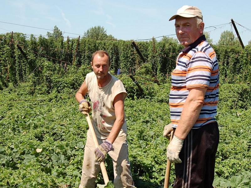 Volodymyr Povzun a Jaroslav Sviščuk pracují uprostřed chmelnice ve Stekníku u Žatce, kterou v minulých dnech porazila vichřice.