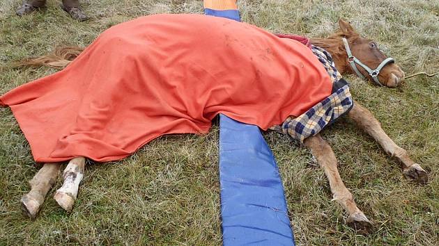 Vyčerpané, ale zachráněné hříbě odpočívá po zásahu hasičů a vojáků v Žatci.