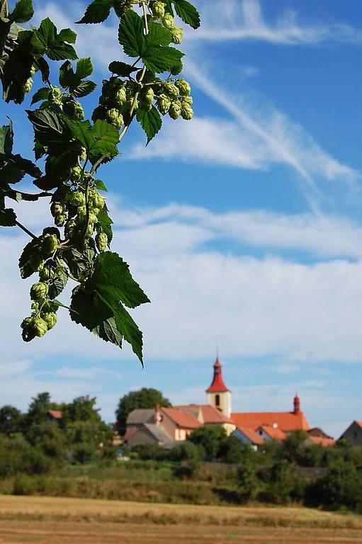 Snímky, které se zúčastnily soutěže o nejlepší chmelové foto