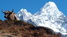 Jaci po cestě do základního tábora hory Ama Dablam (6812 m)