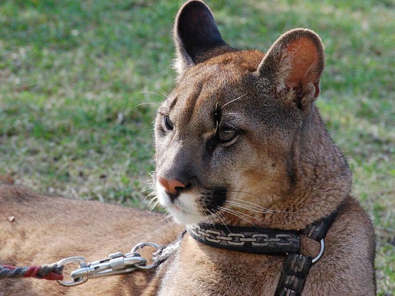 Takto vypadá puma americká. Černá varianta, jak se lidé často mýlí, dosud nebyla jednoznačně doložena. Ilustrační foto