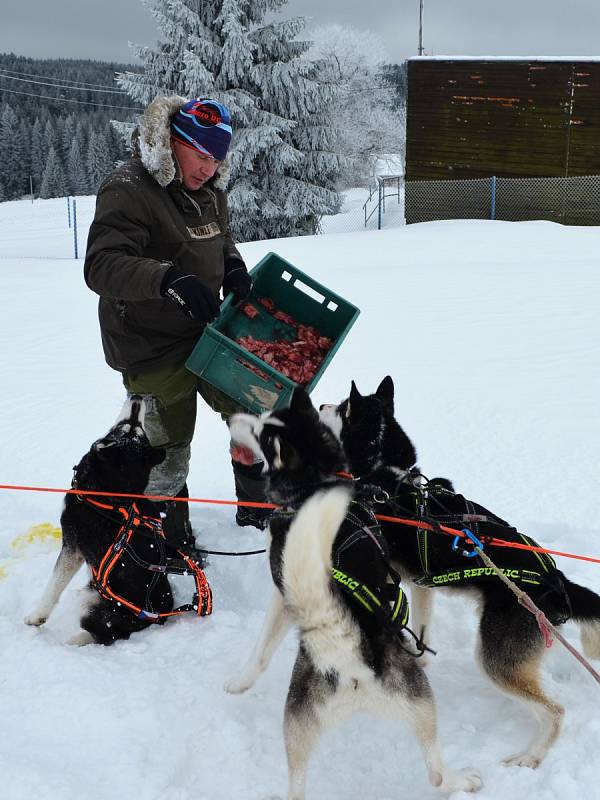 Musher Roman Habásko vyráží trénovat se svým psím spřežením do Krušných hor