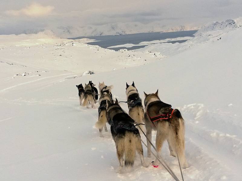 Snímek z extrémního závodu Finnmarkslopet, jak ho viděl Roman Habásko