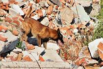Špičkoví psí záchranáři a jejich dvounozí parťáci se ve Chbanech utkali o prestižní Pohár Prezidenta. V sutinách vyhledávali živé i mrtvé.