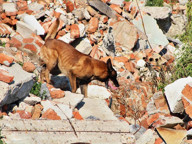 Špičkoví psí záchranáři a jejich dvounozí parťáci se ve Chbanech utkali o prestižní Pohár Prezidenta. V sutinách vyhledávali živé i mrtvé.