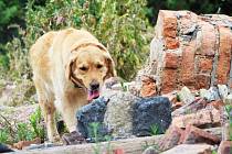 Špičkoví psi cvičení na vyhledávání lidí v sutinách a jejich psovodi si dali dostaveníčko ve Chbanech