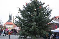 Vánoční strom na lounském Mírovém náměstí
