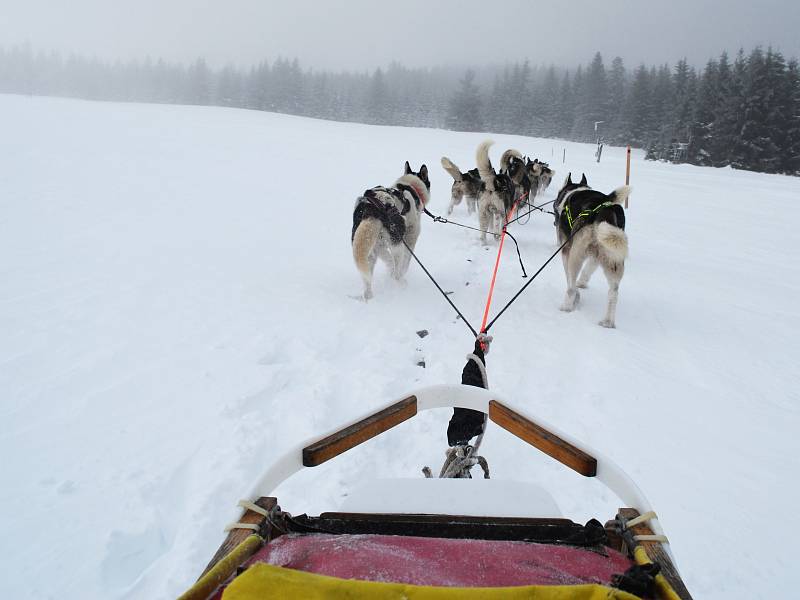 Musher Roman Habásko vyráží trénovat se svým psím spřežením do Krušných hor