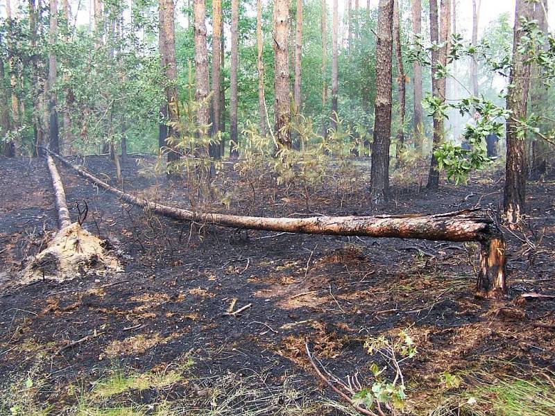 Žatečtí hasiči zasahují při požáru v lese nedaleko Holedeče.