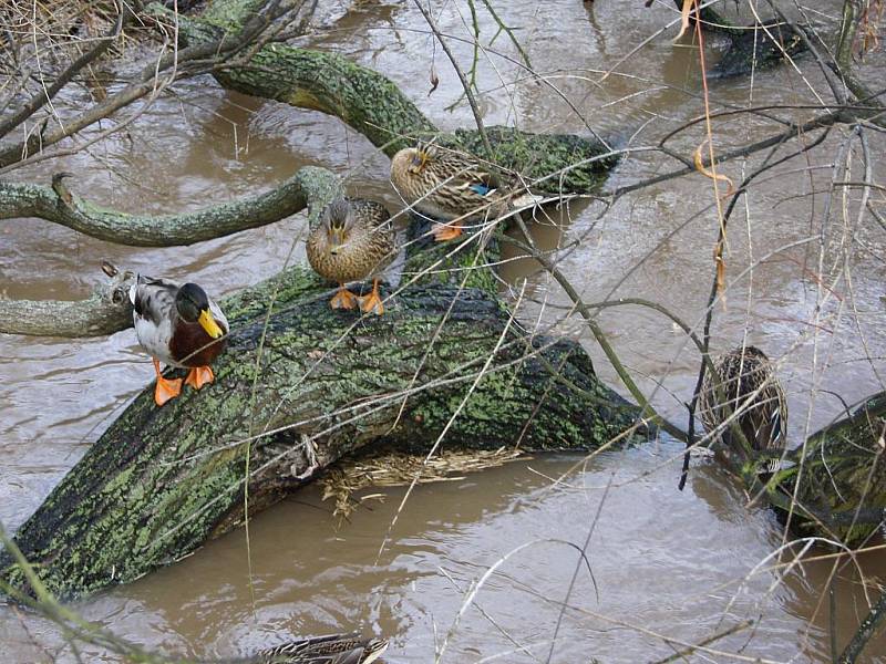 Sobota 15. ledna. Kachny v Masarykových sadech jsou trochu zmatené