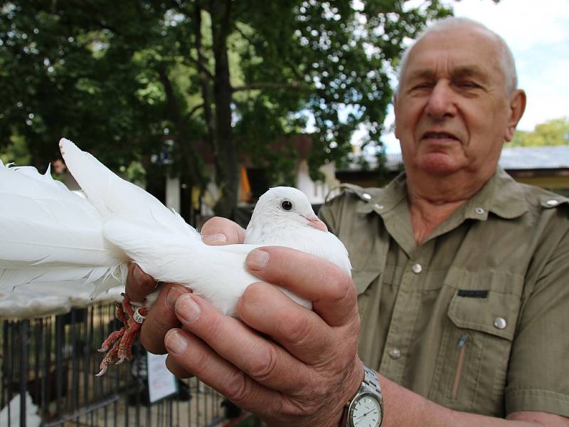 Gustav Hübelbauer z Chlumčan ukazuje anglického pávíka