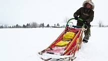 Musher Roman Habásko vyráží trénovat se svým psím spřežením do Krušných hor