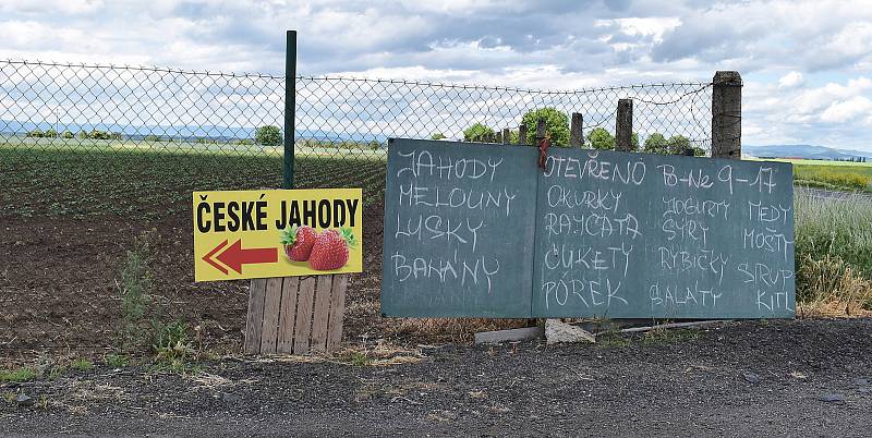 Na farmě poblíž Žatce v minulých dnech začal samosběr jahod.