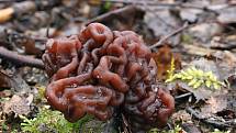 Ucháč obecný - jedovatá jarní houba typická mozkovitě zprohýbaným kloboukem tmavě kaštanové barvy.