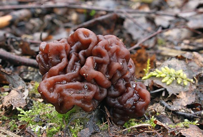 Ucháč obecný - jedovatá jarní houba typická mozkovitě zprohýbaným kloboukem tmavě kaštanové barvy.