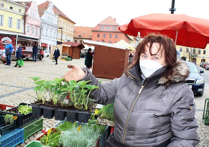 Žatec po několikaměsíční pauze opět hostil farmářské trhy. Trhovci se v pátek 16. dubna do města chmele vrátili po částečném rozvolnění protikoronavirových opatření.