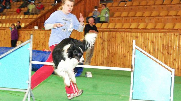 Závody agility v Lounech