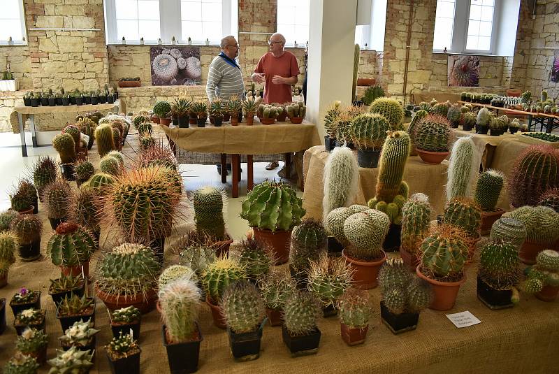 Regionální muzeum K. A. Polánka v Žatci a Kaktusáři Žatecka zvou na výstavu Kaktusy a sukulenty, která probíhá ve Staré papírně.