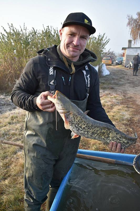 Amuři, líni, kapři, štiky, candáti, okouni, úhoři, pstruzi a další druhy prošly loni rybářům ze Severočeského územního svazu rukama při výlovech a zarybňování vodních ploch.