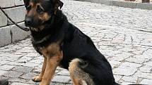 Rambo je kříženec německého ovčáka se smutným kukučem. Je to kontaktní pes, vhodný jak k domku se zahrádkou a teplým zázemím, tak do bytu s dostatkem pohybu.