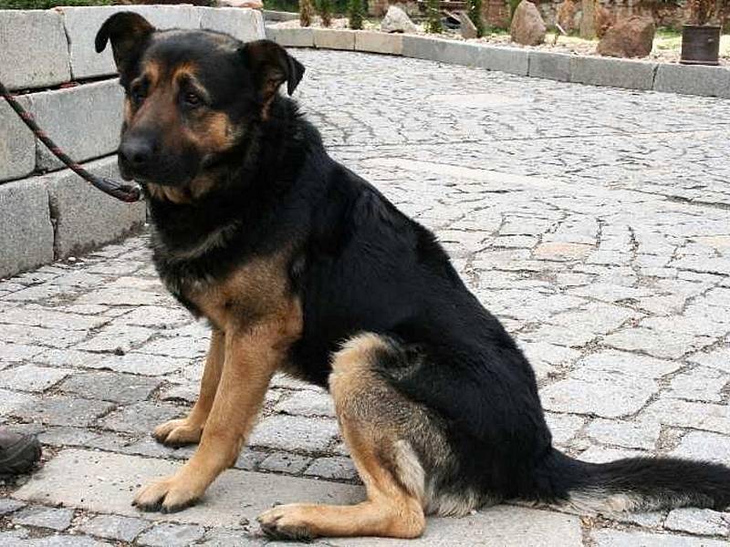 Rambo je kříženec německého ovčáka se smutným kukučem. Je to kontaktní pes, vhodný jak k domku se zahrádkou a teplým zázemím, tak do bytu s dostatkem pohybu.