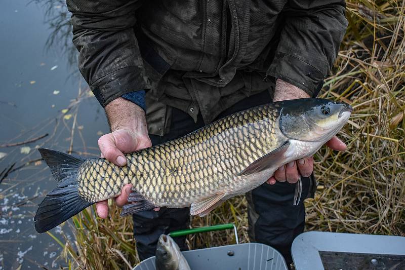 Amuři, líni, kapři, štiky, candáti, okouni, úhoři, pstruzi a další druhy prošly loni rybářům ze Severočeského územního svazu rukama při výlovech a zarybňování vodních ploch.