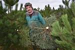 Zemědělec z Tuchořic Karel Lebeda vyřezává a odváží ze své plantáže vánoční stromky.