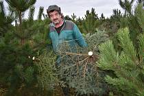 Zemědělec z Tuchořic Karel Lebeda vyřezává a odváží ze své plantáže vánoční stromky.