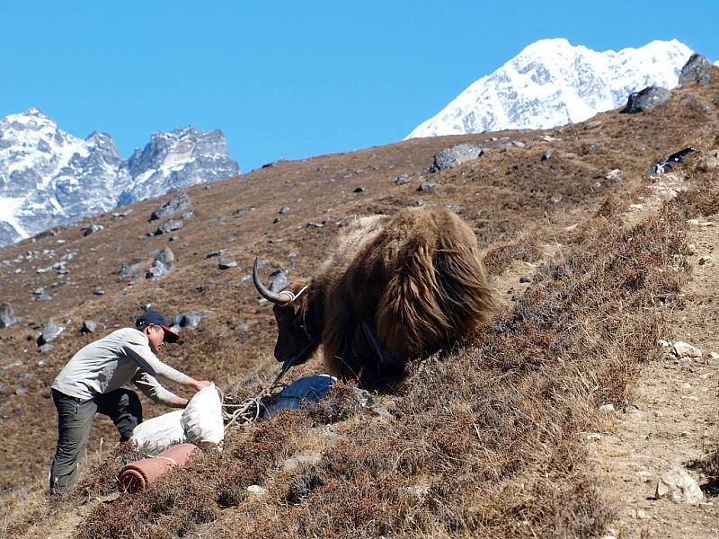 Jaci po cestě do základního tábora hory Ama Dablam (6812 m)