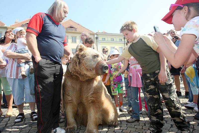 Na žatecké náměstí dorazila v roce 2009  i dvojice medvědů Tom a Jerry.