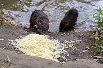 Kachny a nutrie hodují na hromadě těstovin v areálu výstaviště v Lounech pod lávkou pro pěší přes řeku Ohři.