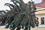 Stavění vánočního stromu na Mírovém náměstí v Lounech