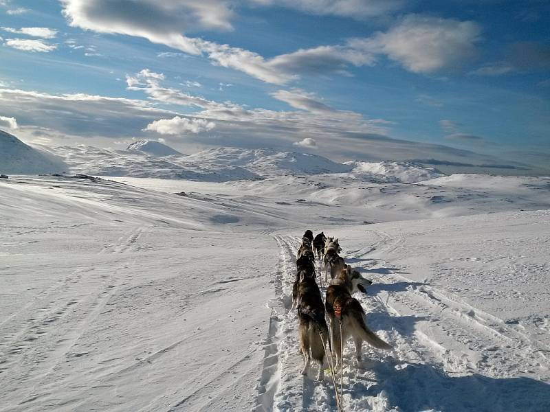 Snímek z extrémního závodu Finnmarkslopet, jak ho viděl Roman Habásko