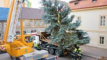 O pokácení a vztyčení vánočního stromu v Podbořanech se postarali tamní hasiči.