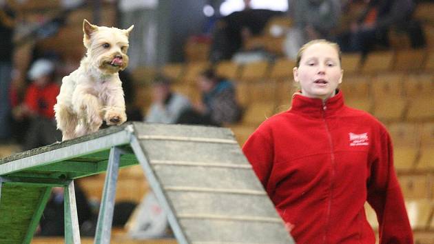 Závody agility v Lounech