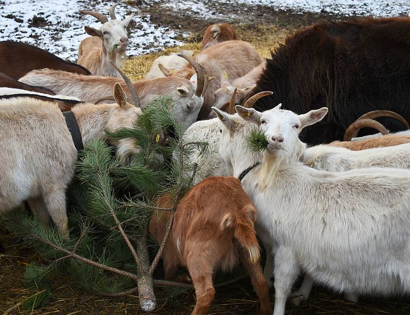Jan Černý krmí kozy vánočními stromky. Zbude z nich jen holý kmínek a okousané větvičky.