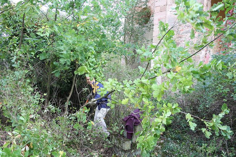 Dobrovolníci odstraňují náletové dřeviny z hřbitova u kostela v Přibenicích.