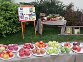 Výstava ovoce v žatecké Křížově vile