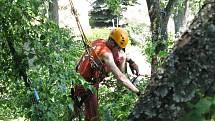 Doslova ekvilibristická čísla častokrát předvádějí lezci zkušení arboristé při ošetřování stromů. 